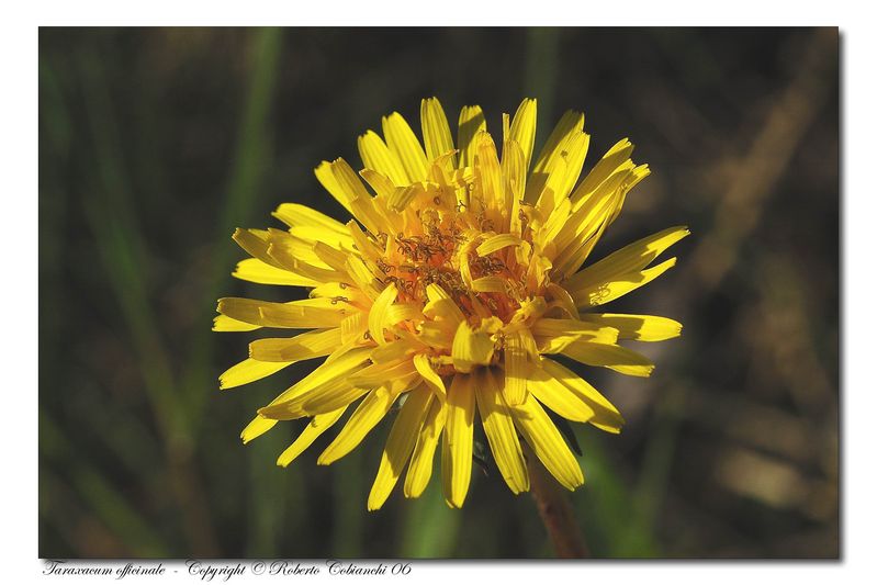 Fiori di primavera